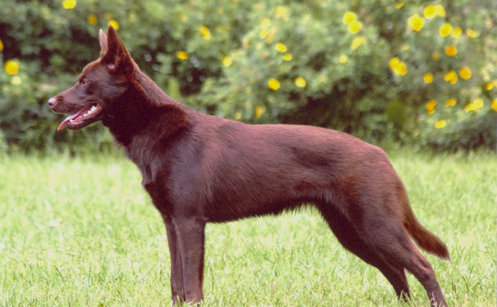 Австралийско келпи история и особености