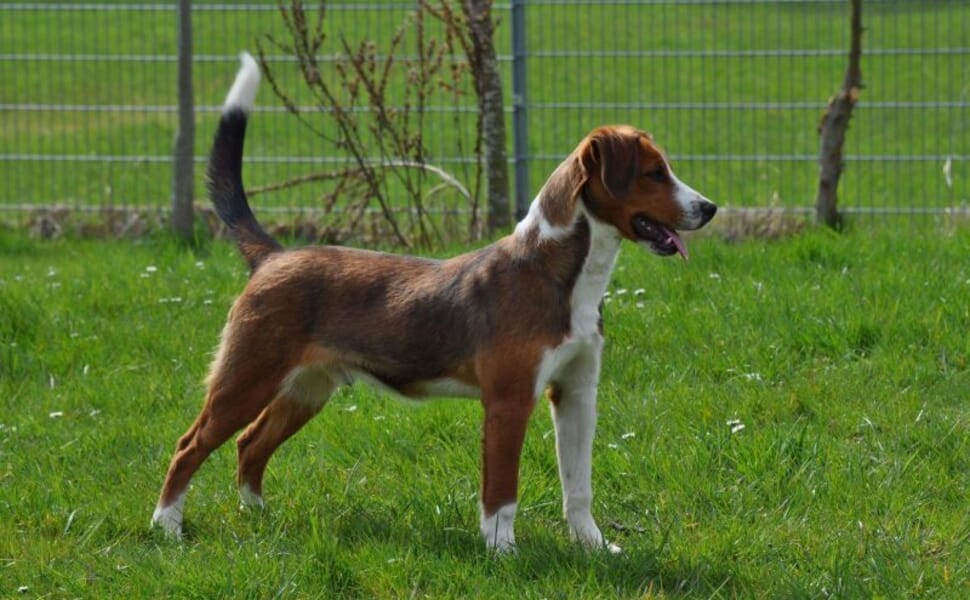 Австрийски пинчер - интелигентният пазач