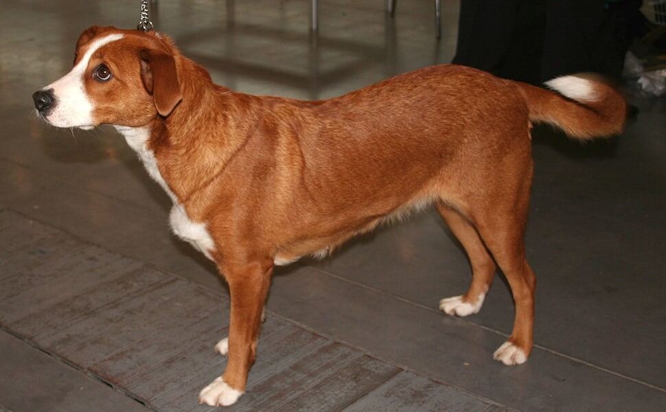 Най-добри условия за отглеждане на английски пинчер