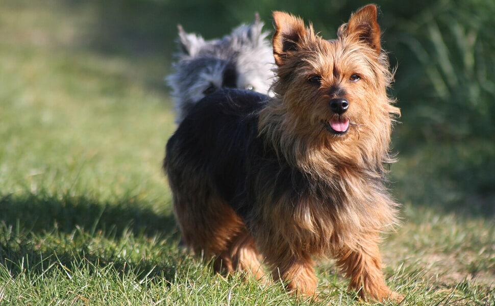 В какво е най-добър австралийският териер