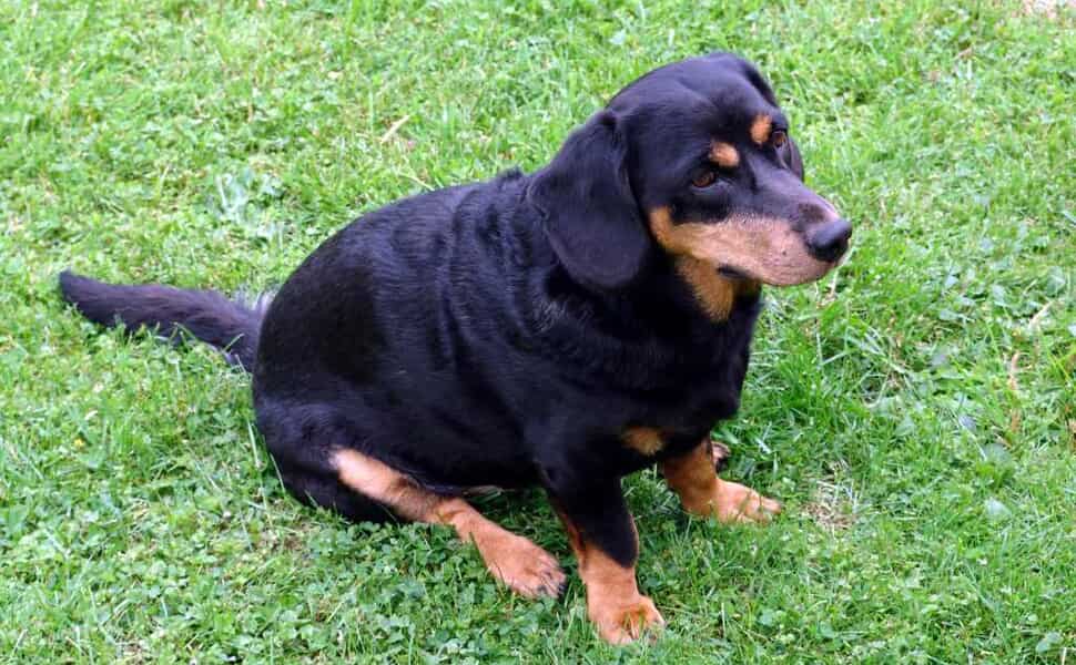 Хранене и особености при Английски дахсбрак