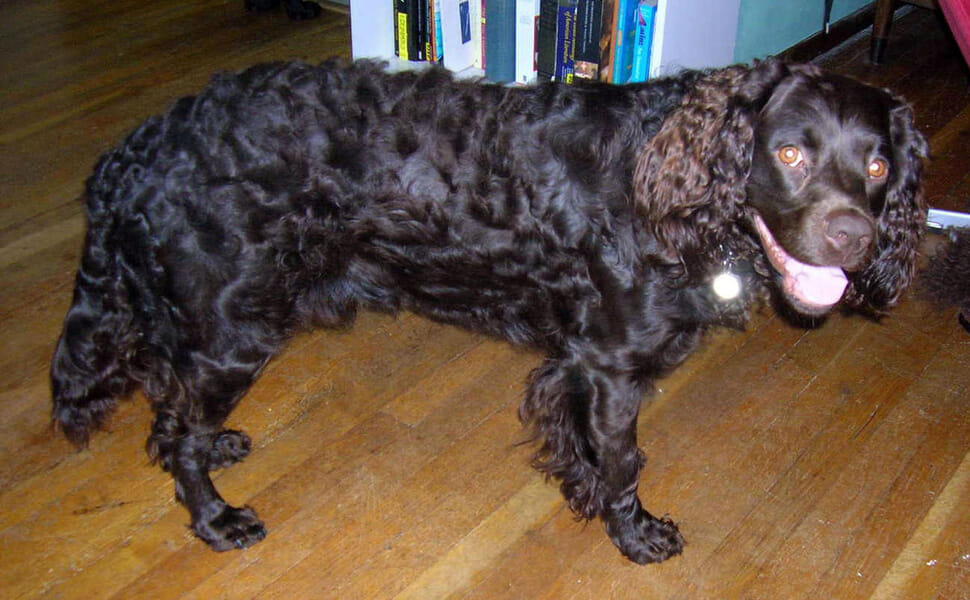 Условия за отглеждане на породата американски воден ш паньол