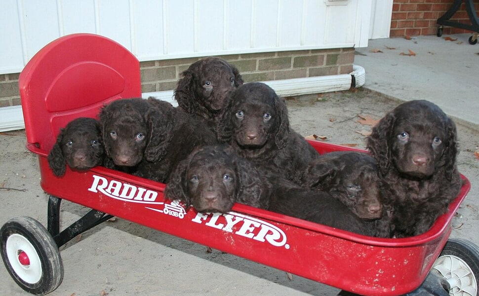 Американски воден шпаньол