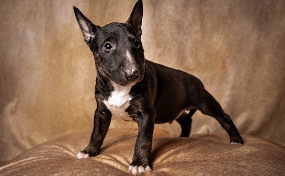 Предназначение на породата английски бултериер