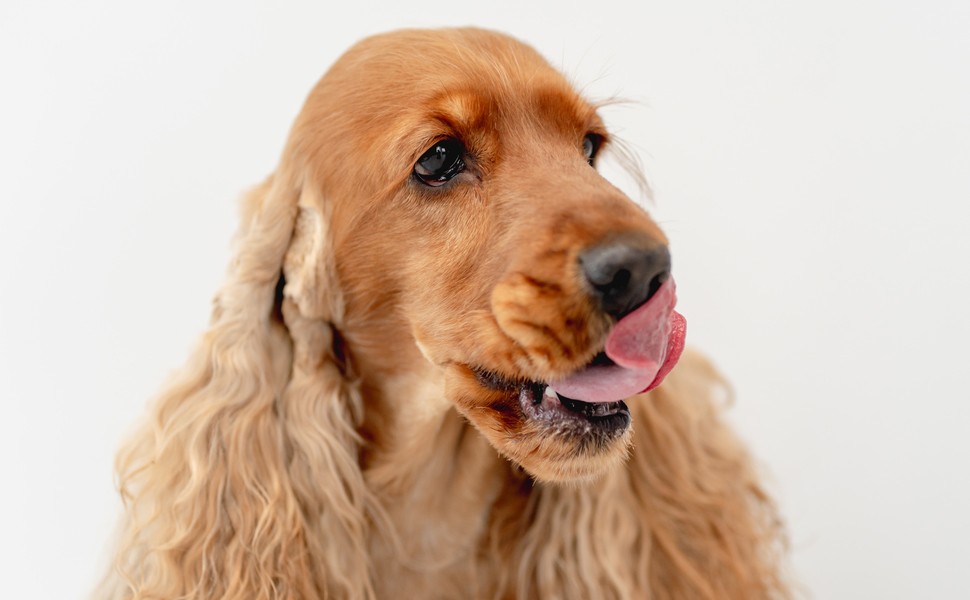 Кога е подходящо да си вземем Кокер шпаньол?