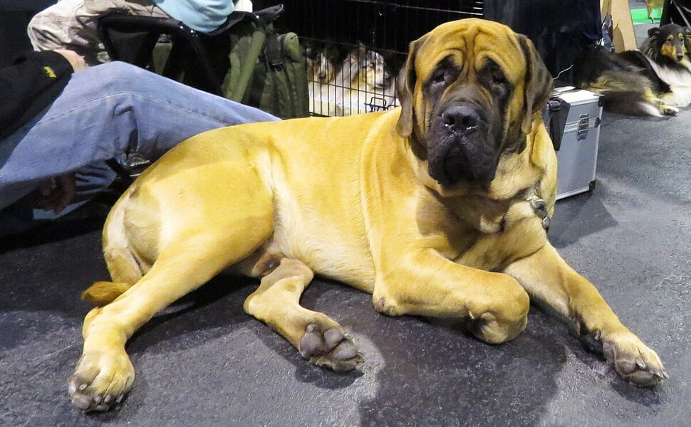 Хранителен режим за Английски мастиф
