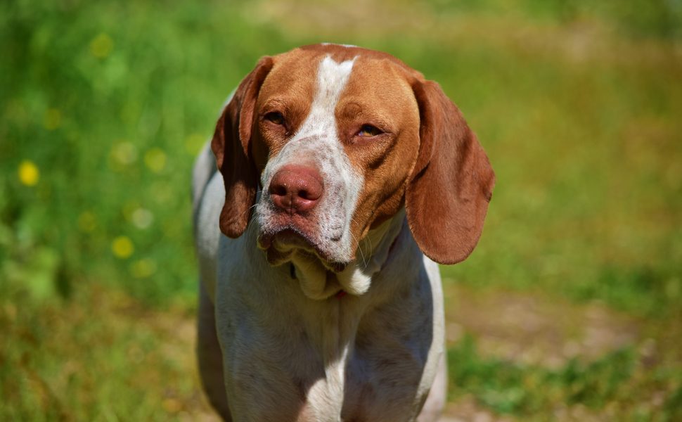 Произход и история на породата английски пойнтер