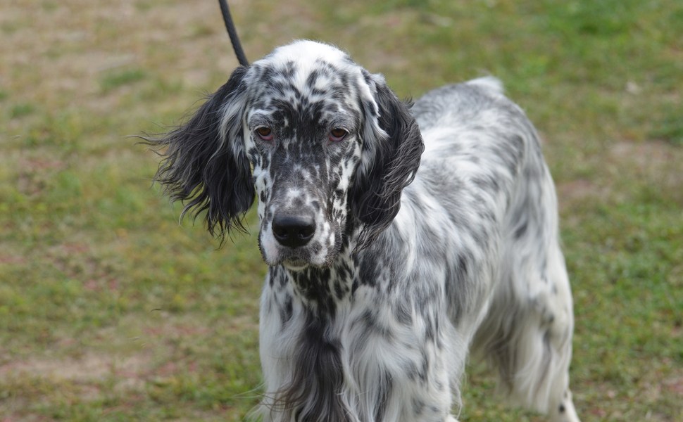 История и харектеристики на английски сетер