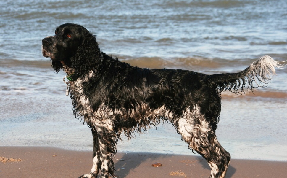 Английският спрингер шпаньол и неговото обучение