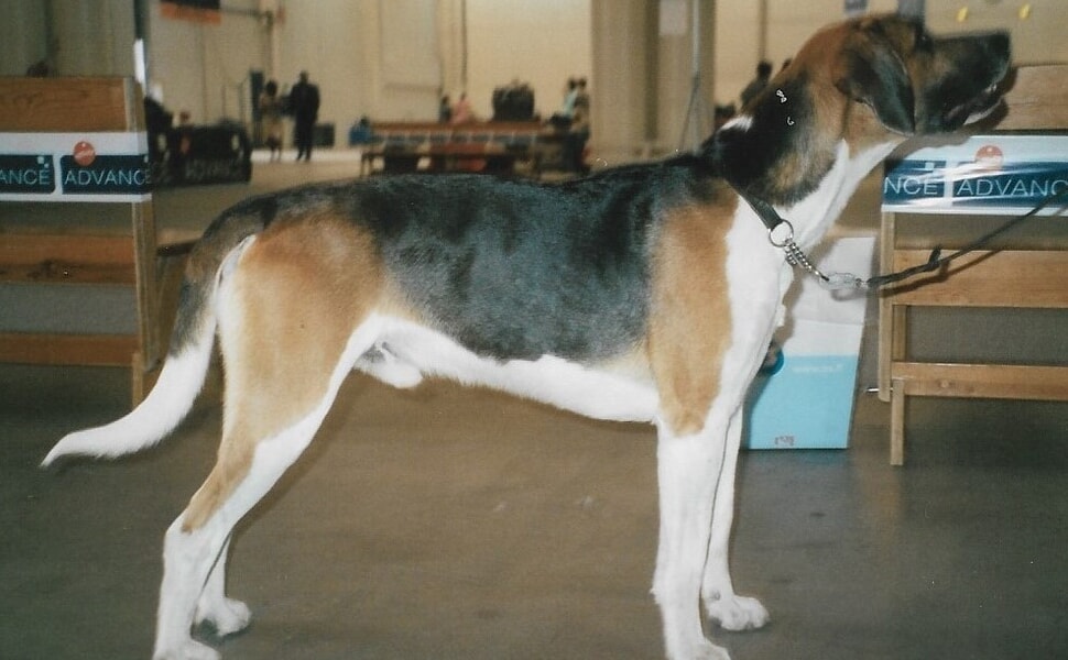 Английски фоксхаунд повече за породата