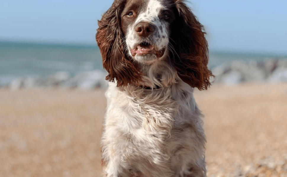 Английски спрингер шпаньол