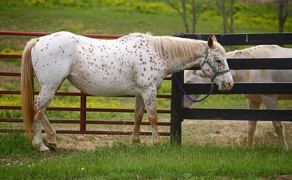 История на Апалуза