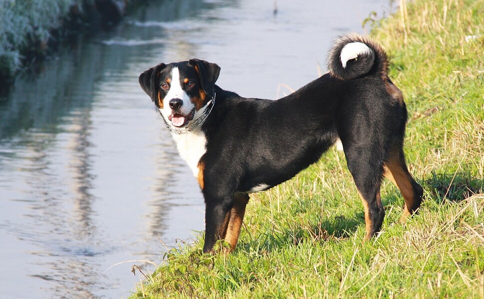 Външен вид и характерни особености на породата Апенцелер