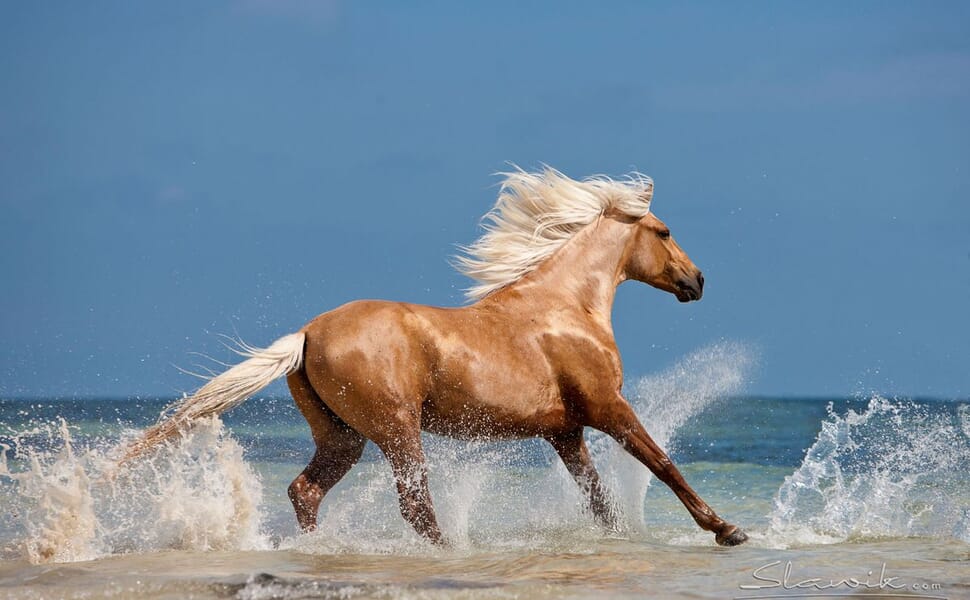 кон порода древна берберийски