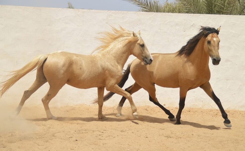 древна берберийски кон порода