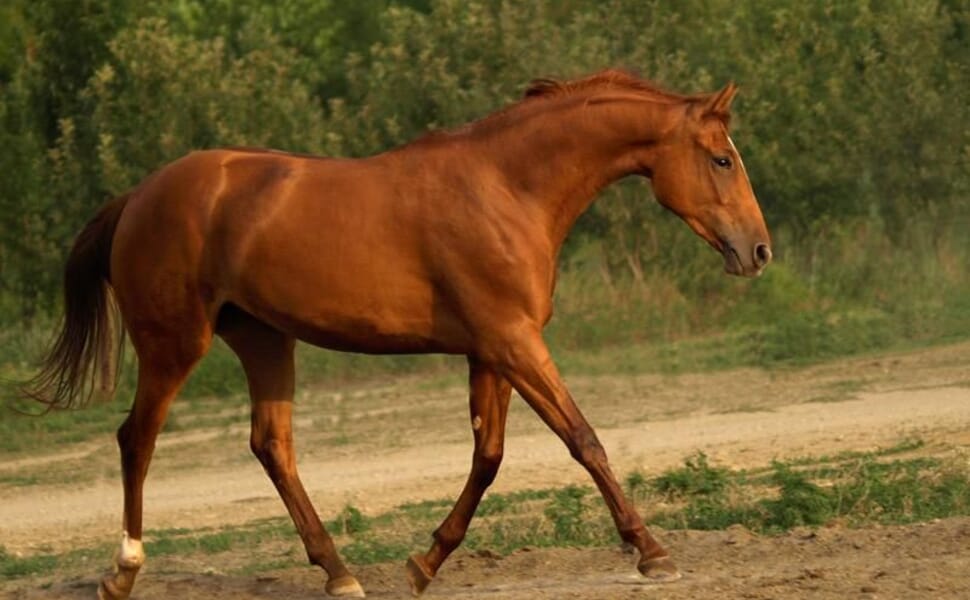 порода коне будьоновска 1