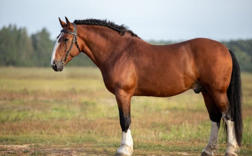 тежковозен владимирски кон