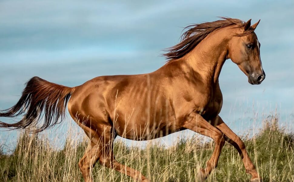 универсална донски кон порода