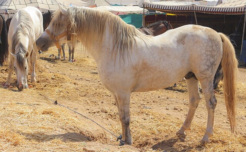 порода древна берберийски кон