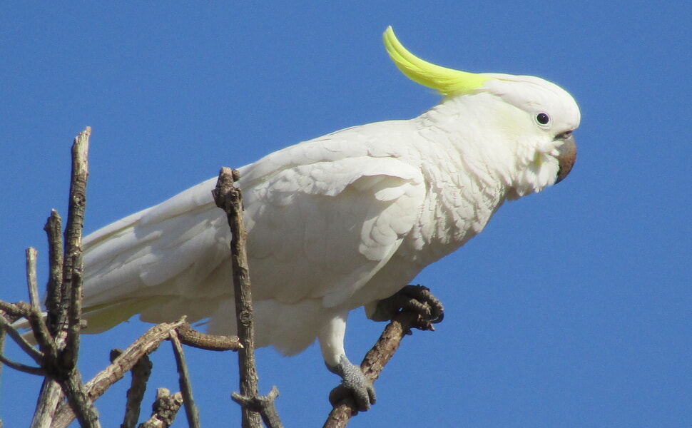  Голямо жълтокачулато какаду