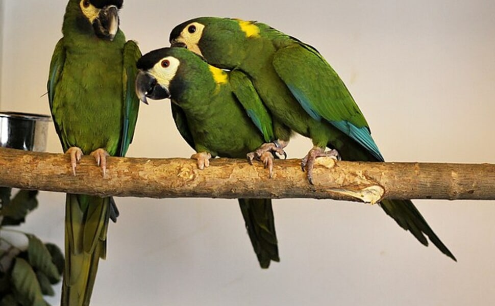 Научна класификация на Златния ара