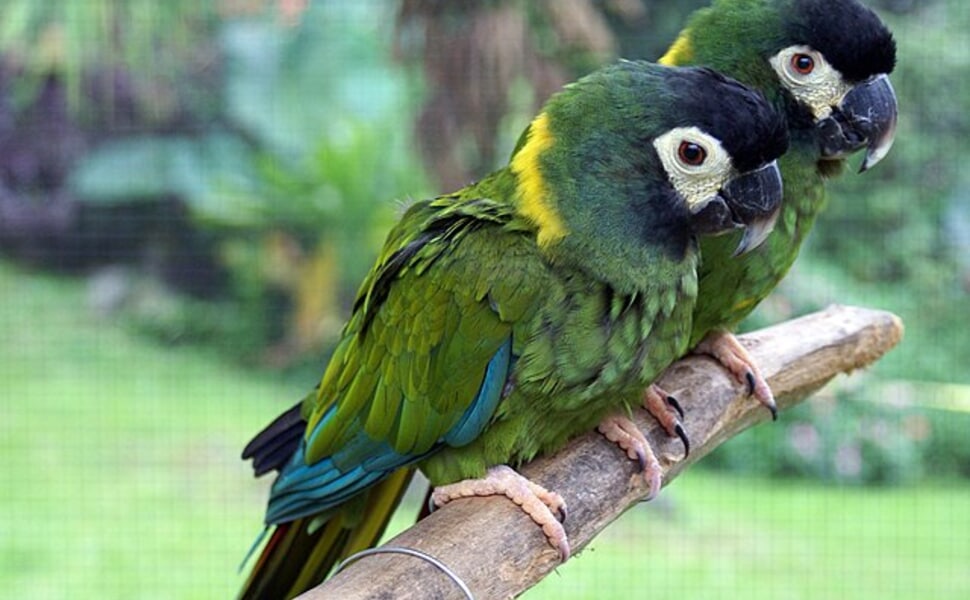 Хранене на Златен Ара