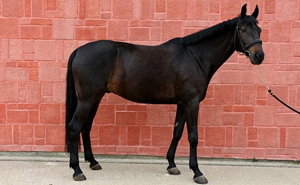 История и произход на породата Кабардински кон