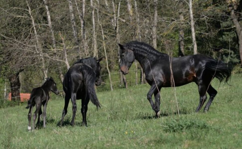 Външни характеристики и особености на породата Кабардински кон