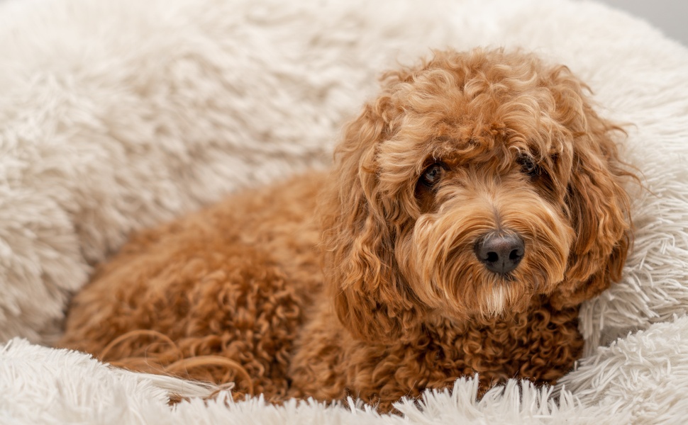 Произход на Кавапу