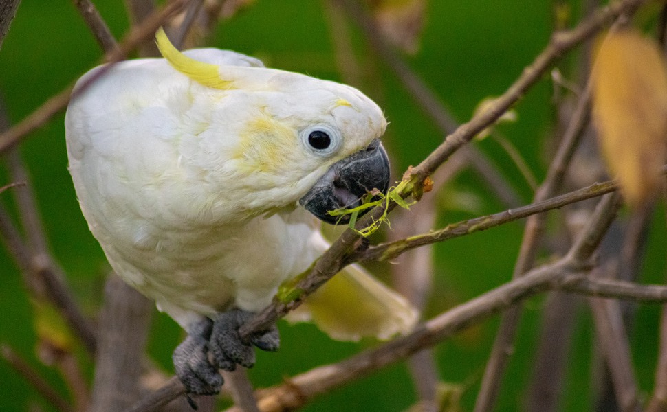 Поведение и социален живот на Голямо жълтокачулато какаду