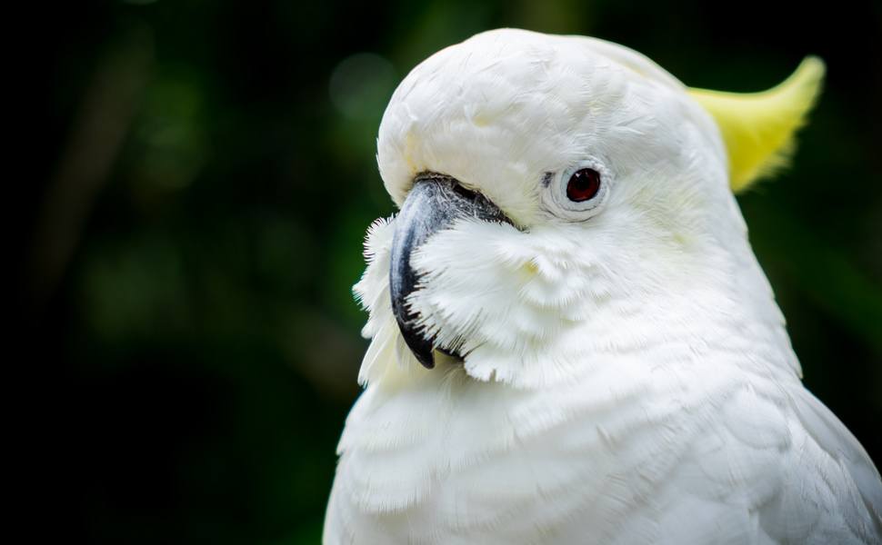 Морфология и отличителни черти на Голямо жълтокачулато какаду