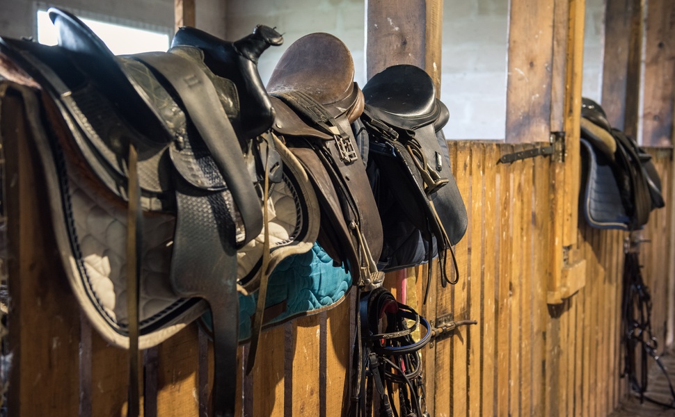 Характеристики на породата Камчийски кон