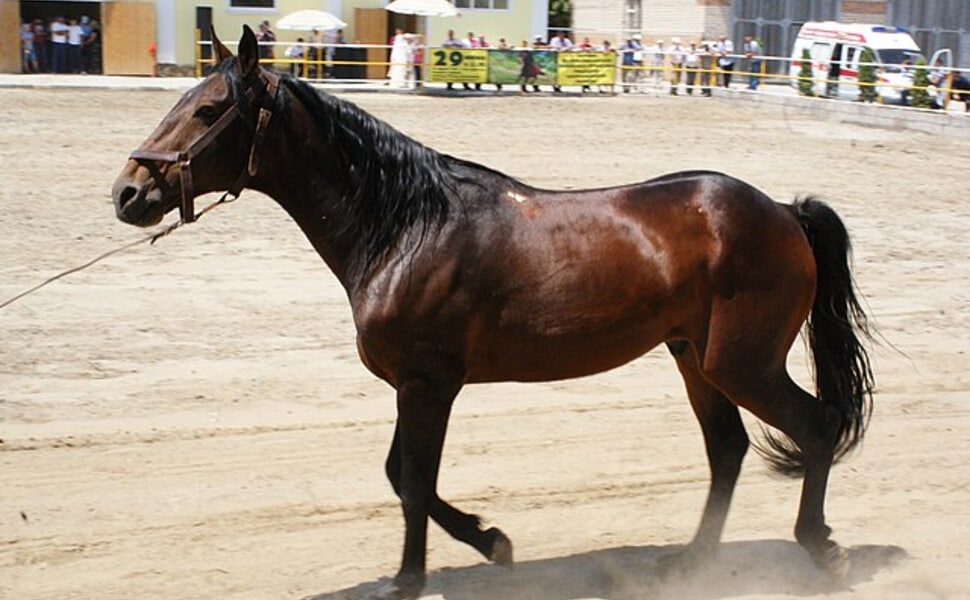 Условия за отглеждане и грижи за карачаевска порода