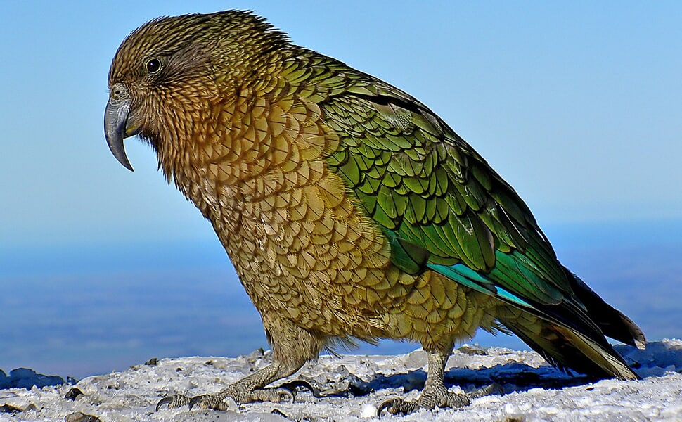 Естествен хабитат на папагал Кеа