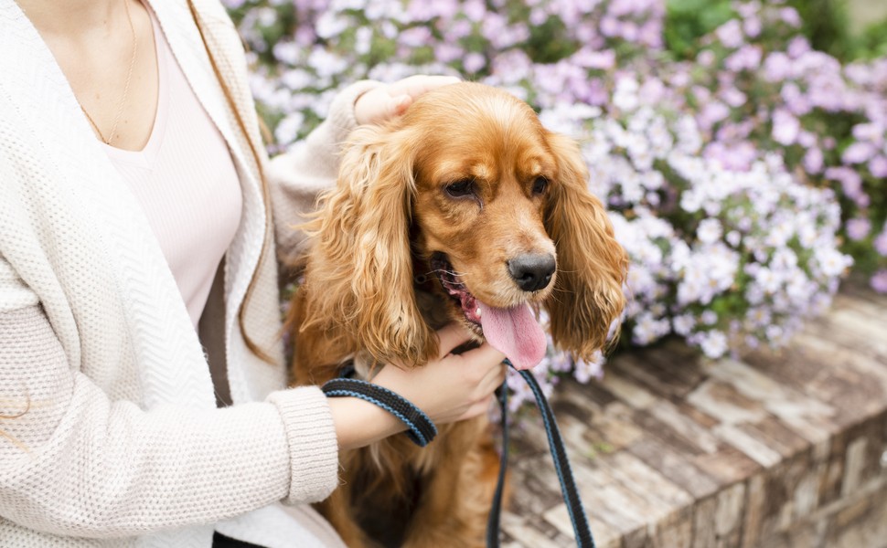 Основни характеристики на породата Кокер шпаньол