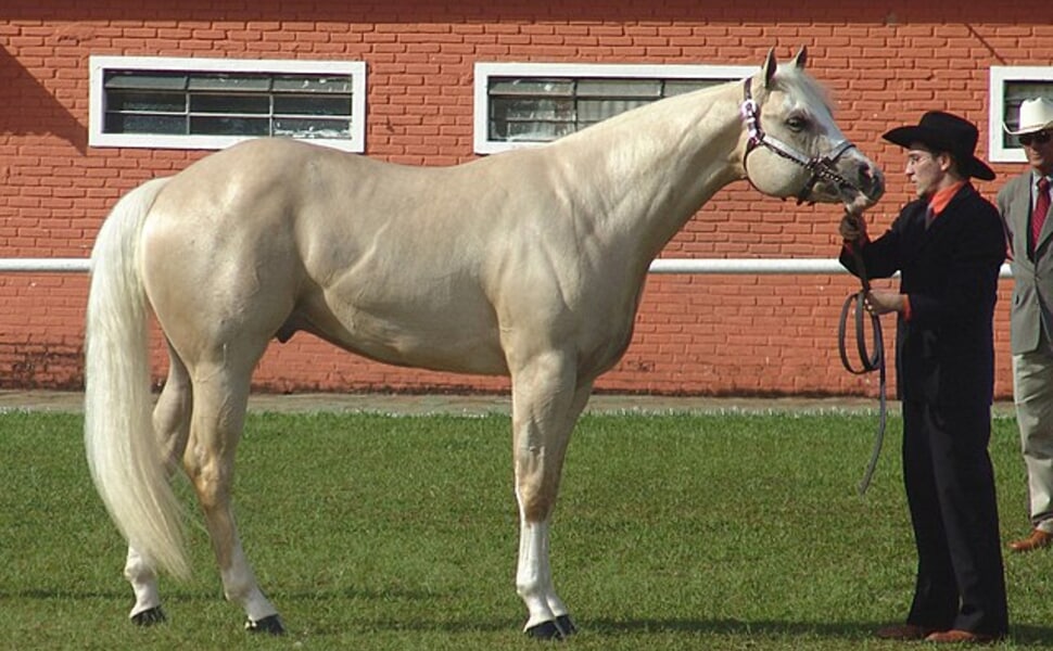 американският куортър кон