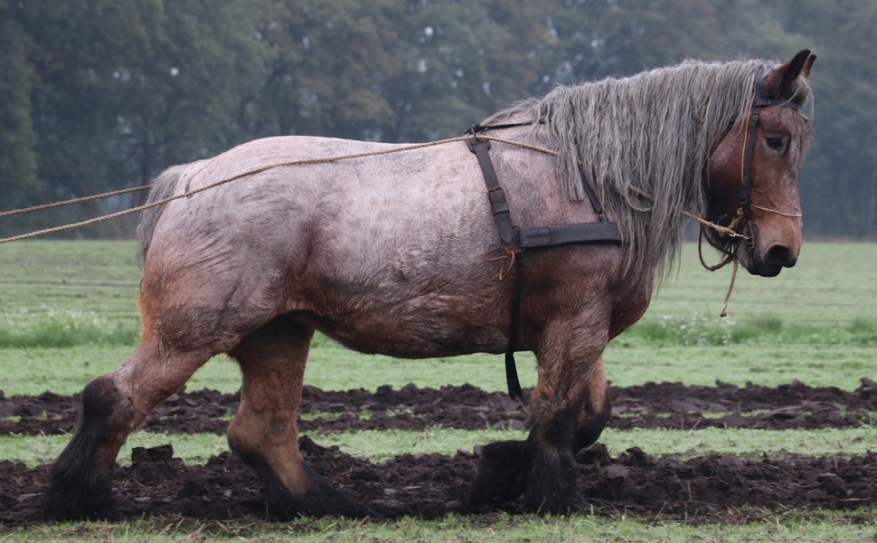 арденски кон тежковоз