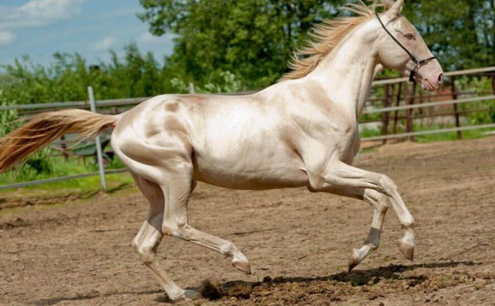 ахал кон текински