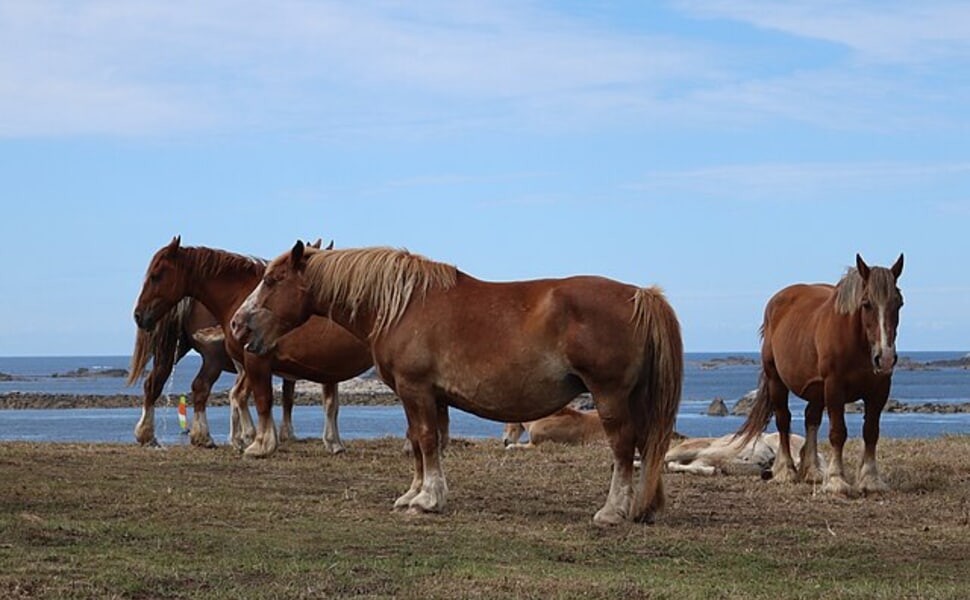 бретонски кон тежковоз