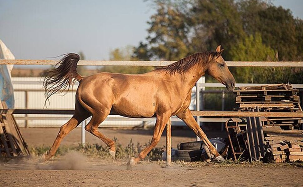 универсална порода донски кон