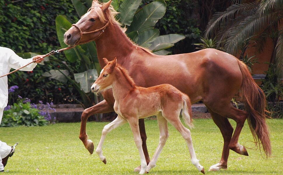 Развъждане и съвременно значение на Перуанско пасо