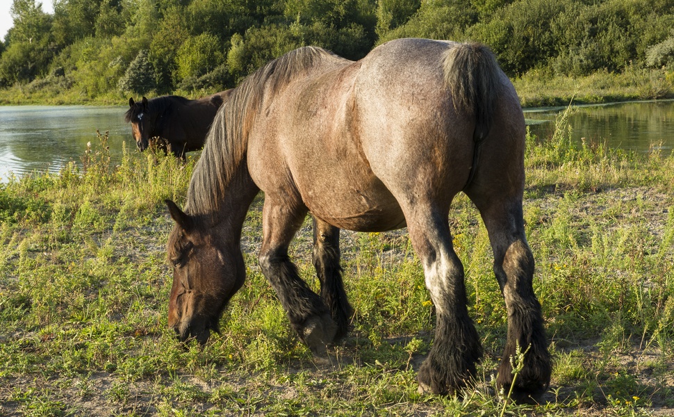 тежковоз кон арденски