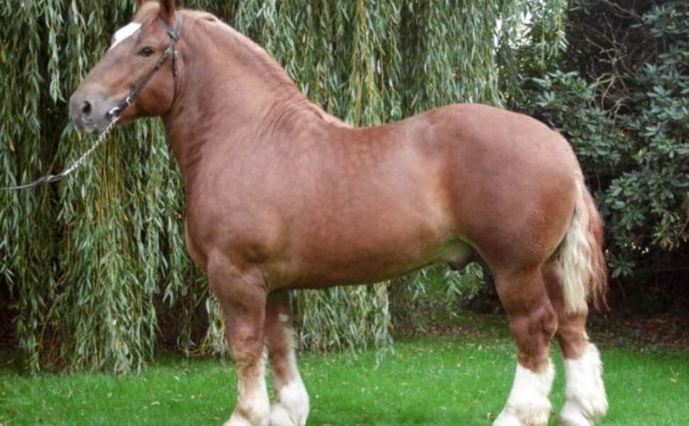 тежковоз кон бретонски