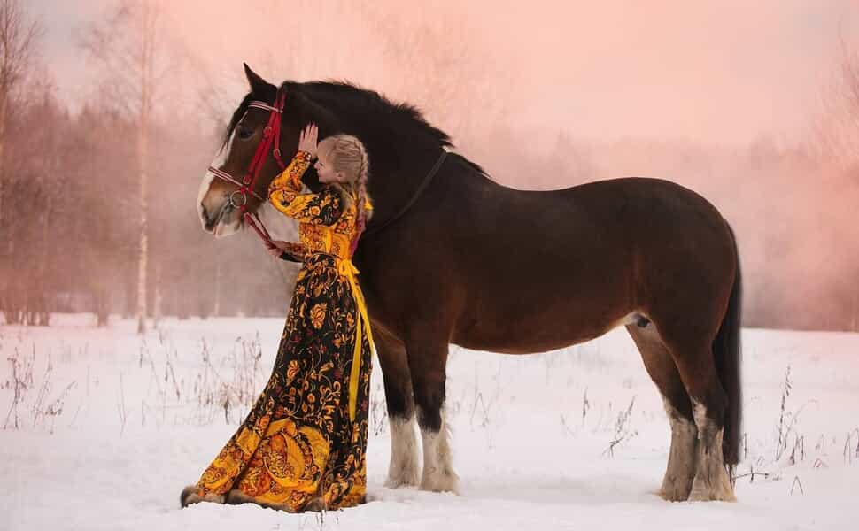 кон владимирски тежковозен