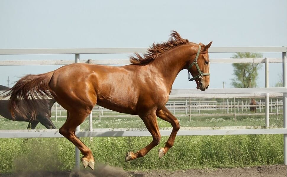 порода коне будьоновска