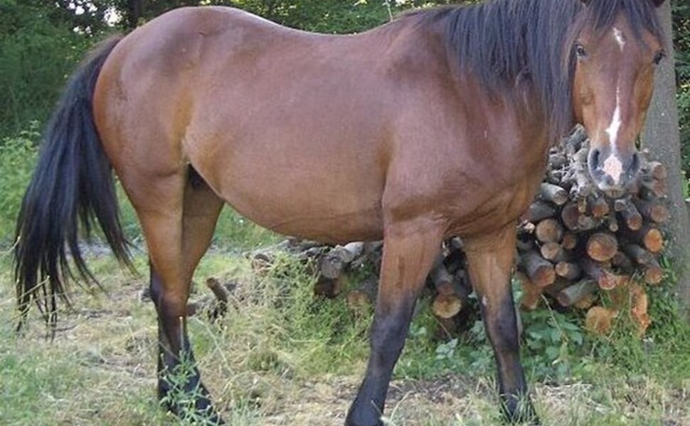 хранителен режим на Аржентински креолски кон