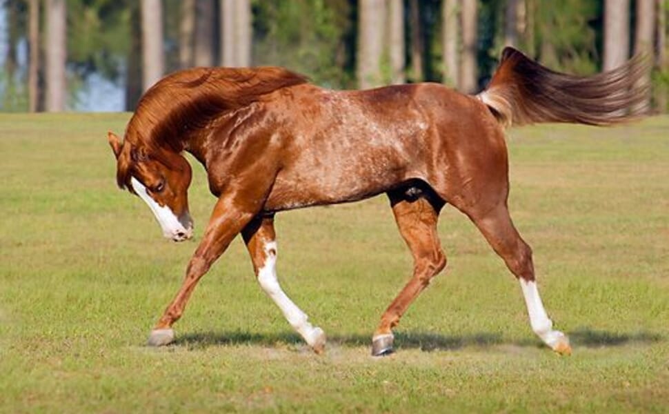 куортър американски кон