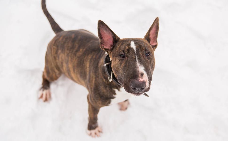 Здравословни особености на английски бултериер