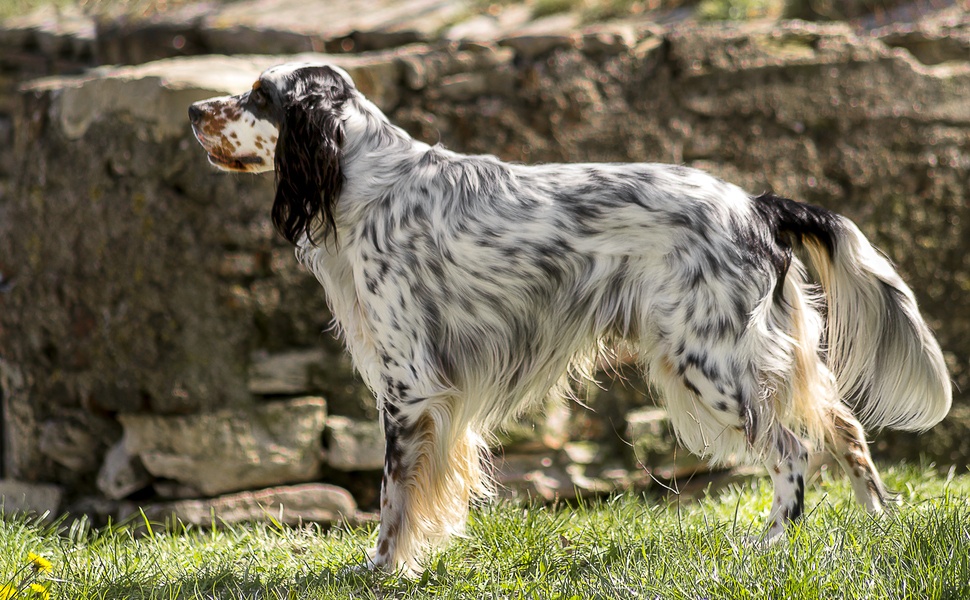 Хранене на английски сетер