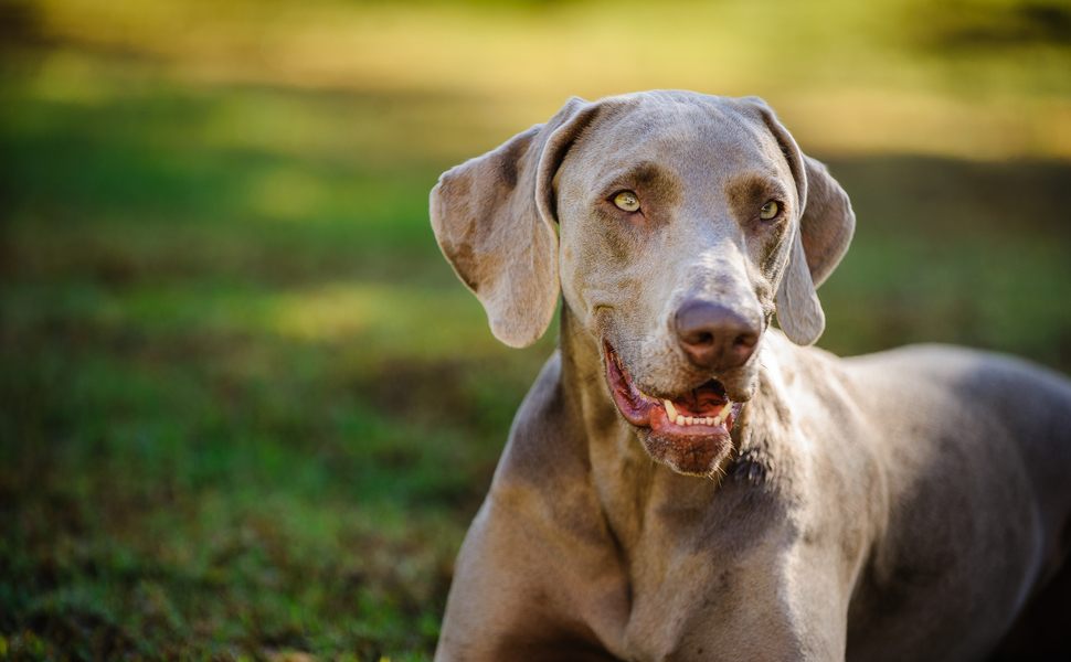 Здравословни проблеми при породата Ваймаранер